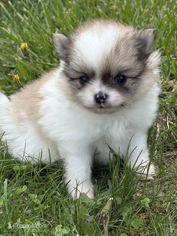 Blarney – Pomeranian puppy for sale in Tiskilwa, IL