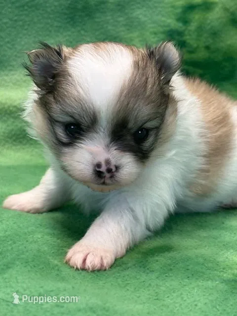 Blarney – Pomeranian puppy for sale in Tiskilwa, IL