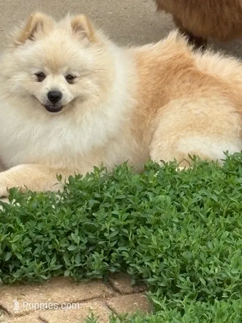 Roc – Pomeranian puppy for sale in Tiskilwa, IL