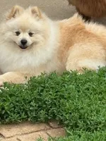Roc, a male Pomeranian for sale in Tiskilwa, IL – 2 of 4