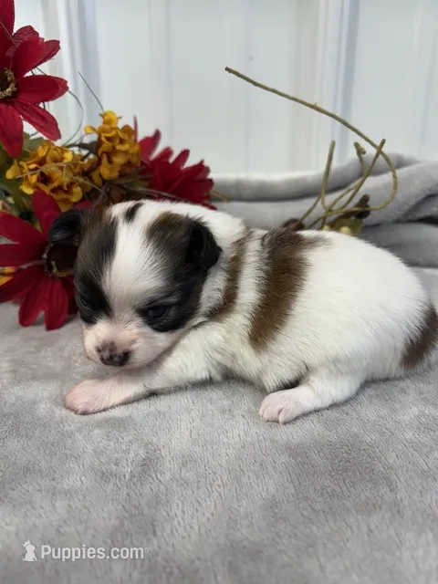 Lexi – Papillon puppy for sale in Tiskilwa, IL