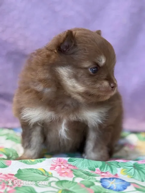 Romeo – Pomeranian puppy for sale in Tiskilwa, IL