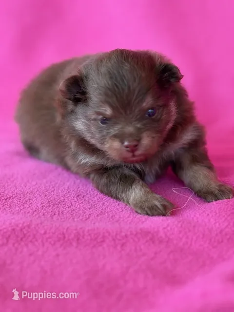 Romeo – Pomeranian puppy for sale in Tiskilwa, IL