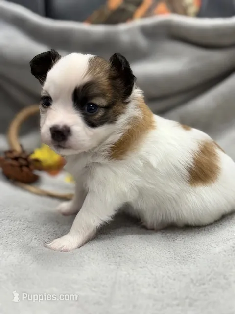 Louie – Papillon puppy for sale in Tiskilwa, IL