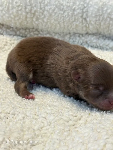 Romeo – Pomeranian puppy for sale in Tiskilwa, IL