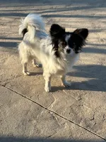 Diamond, a female Papillon for sale in Tiskilwa, IL – Photo 4 of 5