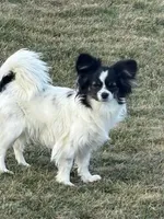 Diamond, a female Papillon for sale in Tiskilwa, IL – Photo 1 of 5