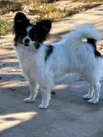 Diamond, a female Papillon for sale in Tiskilwa, IL – Photo 2 of 5