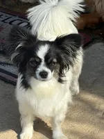 Diamond, a female Papillon for sale in Tiskilwa, IL – Photo 5 of 5