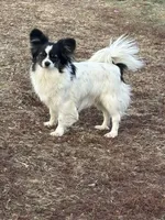 Diamond, a female Papillon for sale in Tiskilwa, IL – Photo 3 of 5