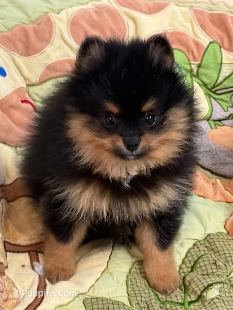 Champion Lineage!! – Pomeranian puppy for sale in Tiskilwa, IL