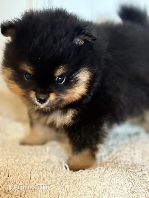 Champion Lineage!! – Pomeranian puppy for sale in Tiskilwa, IL