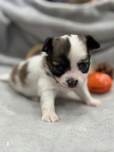Lexi – Papillon puppy for sale in Tiskilwa, IL