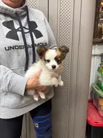 Louie, a male Papillon for sale in Tiskilwa, IL – 7 of 7