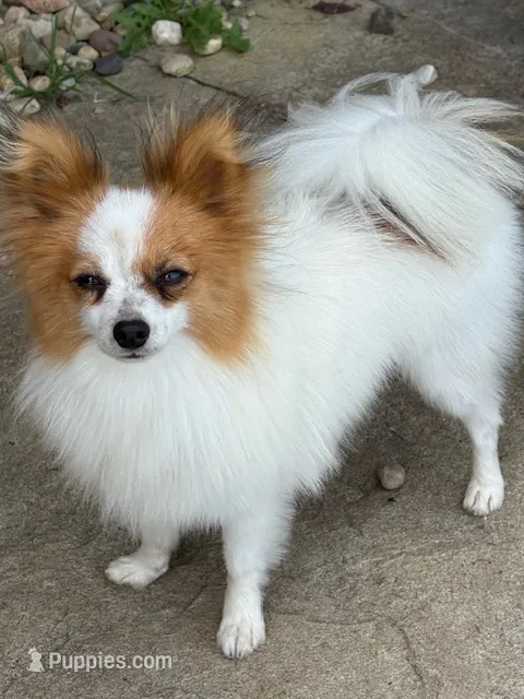 Full AKC – Papillon puppy for sale in Tiskilwa, IL