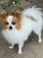 Petey, a male Papillon for sale in Tiskilwa, IL – 2 of 7