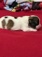 Lexi, a female Papillon for sale in Tiskilwa, IL – 2 of 3