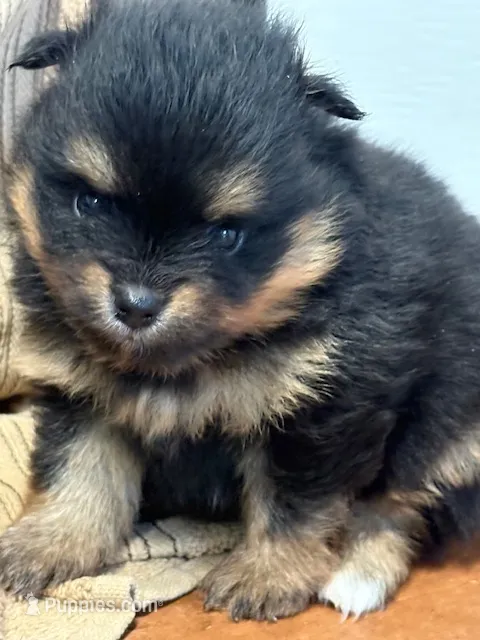 Finn – Pomeranian puppy for sale in Tiskilwa, IL