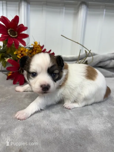 Louie – Papillon puppy for sale in Tiskilwa, IL