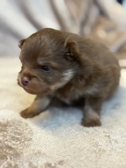 Romeo – Pomeranian puppy for sale in Tiskilwa, IL