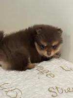 Libby, a female Pomeranian for sale in Tiskilwa, IL – 4 of 4