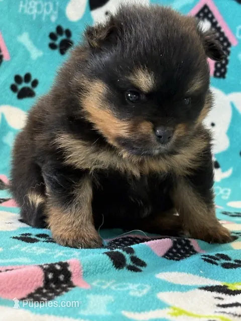 Finn – Pomeranian puppy for sale in Tiskilwa, IL