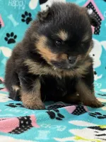 Champion Lineage!!, a male Pomeranian for sale in Tiskilwa, IL – 7 of 9