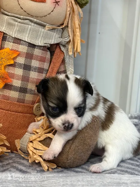 Lexi – Papillon puppy for sale in Tiskilwa, IL