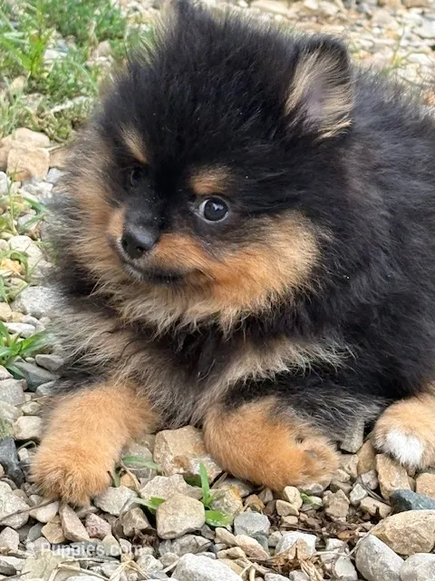 Champion Lineage!! – Pomeranian puppy for sale in Tiskilwa, IL