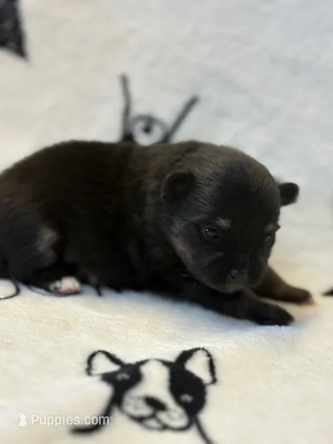 Haley – Pomeranian puppy for sale in Tiskilwa, IL