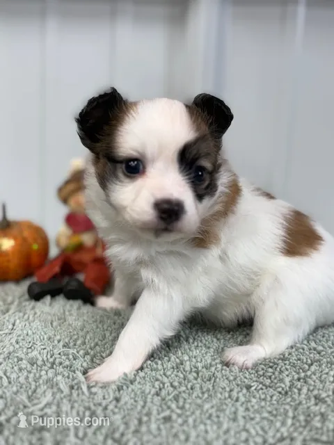 Louie – Papillon puppy for sale in Tiskilwa, IL