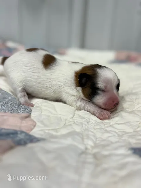 Louie – Papillon puppy for sale in Tiskilwa, IL