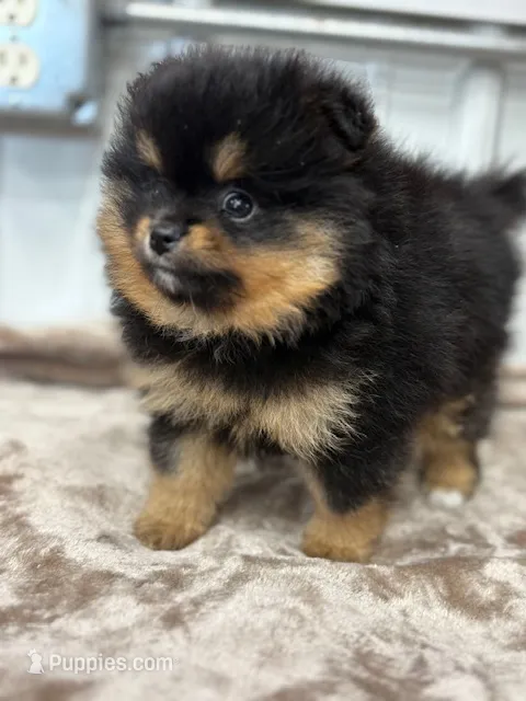 Champion Lineage!! – Pomeranian puppy for sale in Tiskilwa, IL