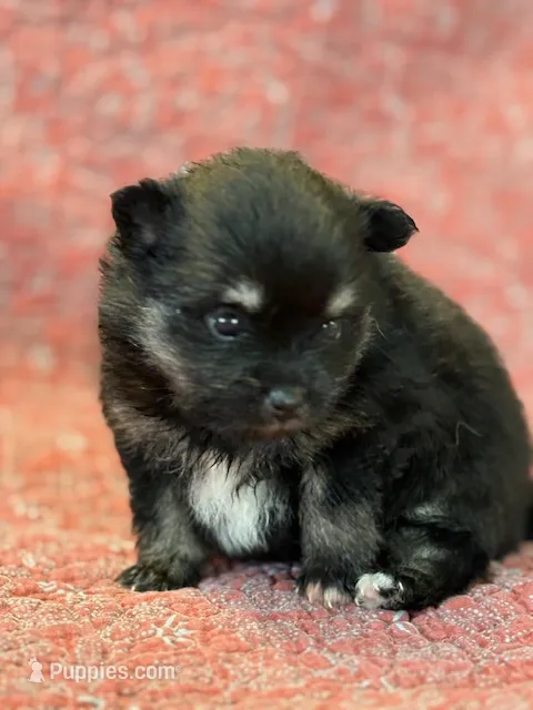 Haley – Pomeranian puppy for sale in Tiskilwa, IL
