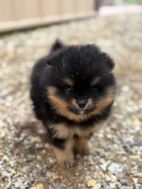 Champion Lineage!! – Pomeranian puppy for sale in Tiskilwa, IL