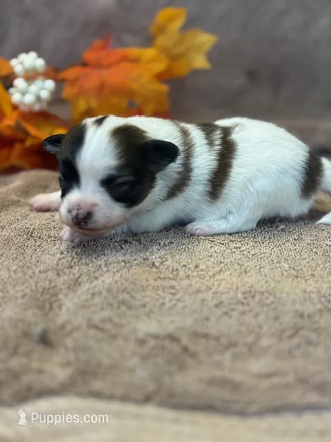 Lexi – Papillon puppy for sale in Tiskilwa, IL