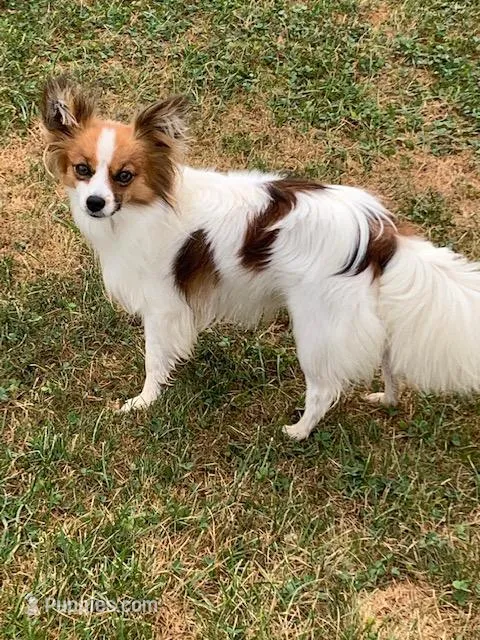 Laverne – Papillon puppy for sale in Tiskilwa, IL