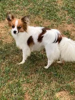 Laverne, a female Papillon for sale in Tiskilwa, IL – Photo 3 of 3