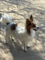 Laverne, a female Papillon for sale in Tiskilwa, IL – Photo 2 of 3