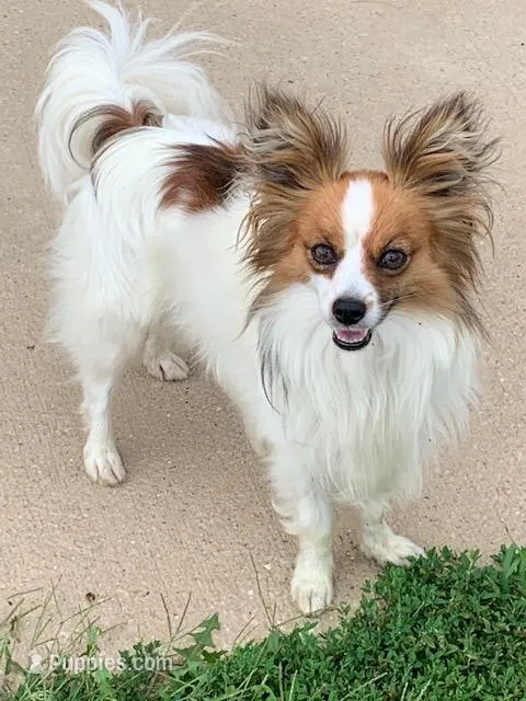 Laverne – Papillon puppy for sale in Tiskilwa, IL