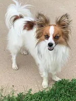 Laverne, a female Papillon for sale in Tiskilwa, IL – Photo 1 of 3