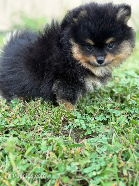 Champion Lineage!! – Pomeranian puppy for sale in Tiskilwa, IL