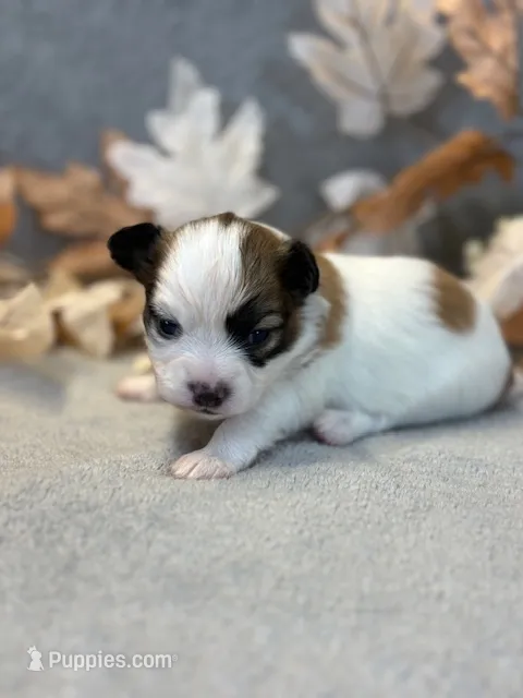 Louie – Papillon puppy for sale in Tiskilwa, IL