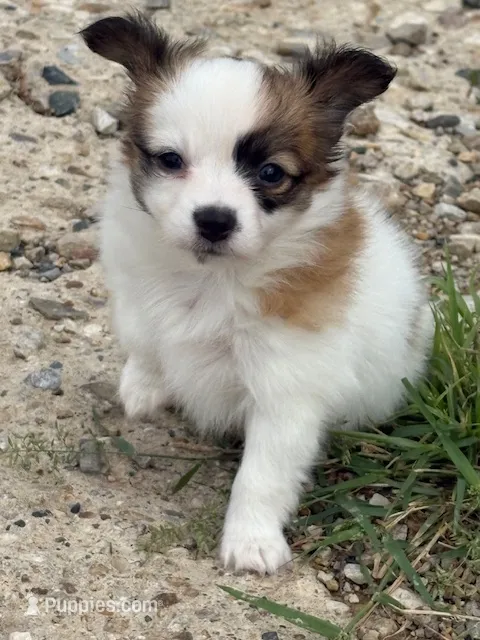 Louie – Papillon puppy for sale in Tiskilwa, IL