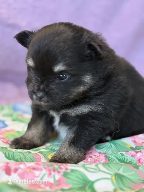 Haley – Pomeranian puppy for sale in Tiskilwa, IL