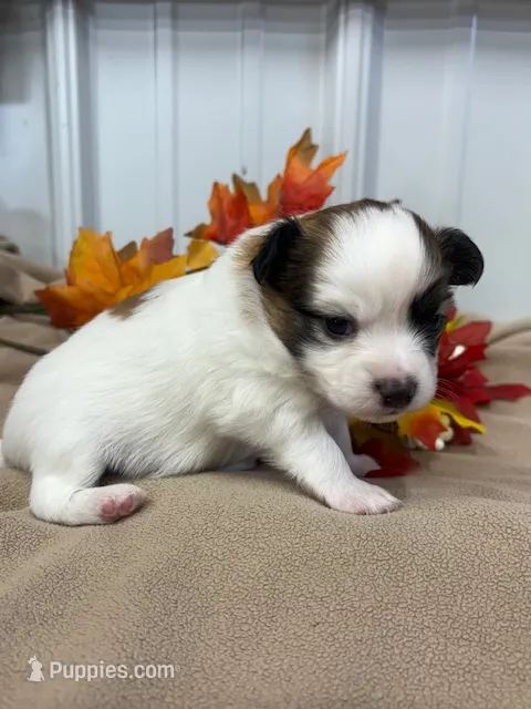 Louie – Papillon puppy for sale in Tiskilwa, IL