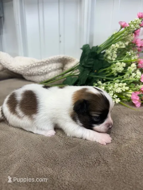 Lexi – Papillon puppy for sale in Tiskilwa, IL