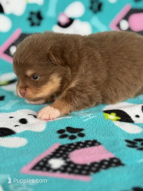 Benny – Pomeranian puppy for sale in Tiskilwa, IL