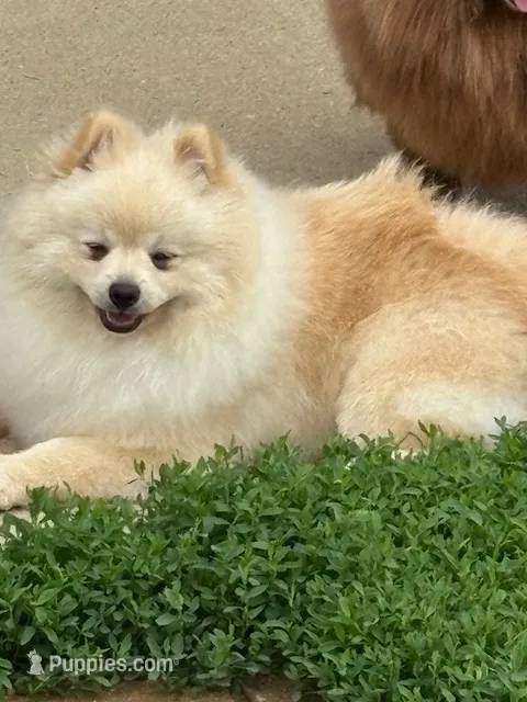 Roc – Pomeranian puppy for sale in Tiskilwa, IL