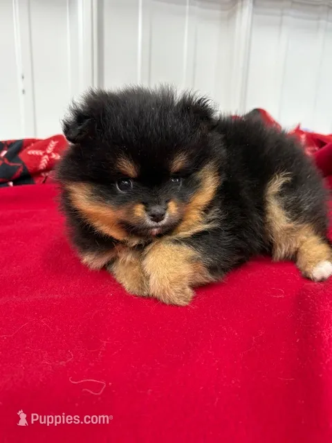 Champion Lineage!! – Pomeranian puppy for sale in Tiskilwa, IL